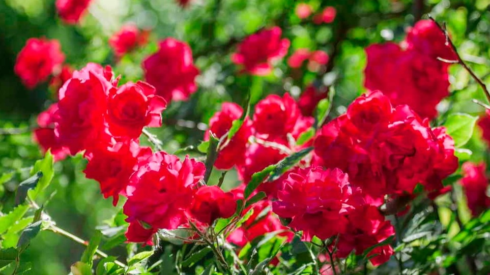 Мои розы после применения аптечного метода 