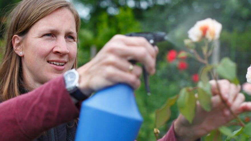 Опрыскивание роз