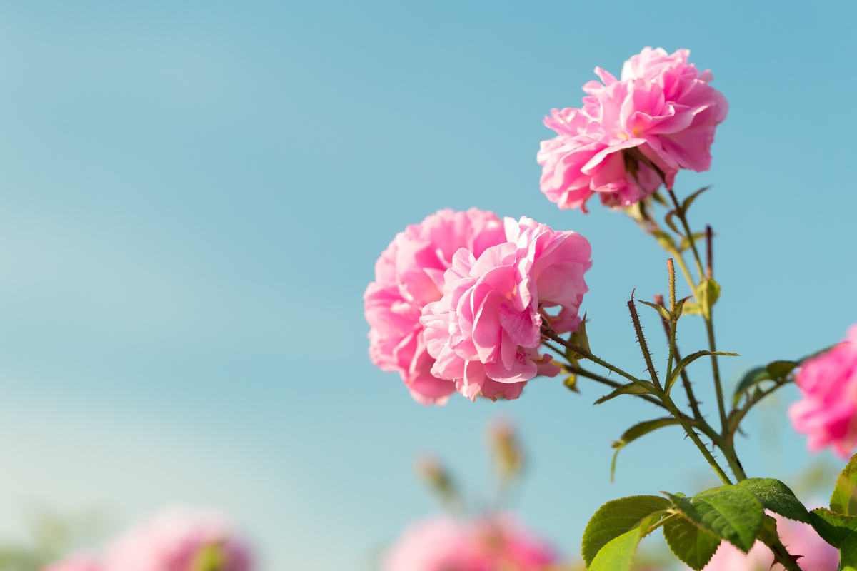 В Крыму начался сезон цветения эфиромасличной розы. Фото: "Крымская Роза"