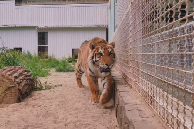   Изображение: Ростовский-на-Дону зоопарк, «ВКонтакте»