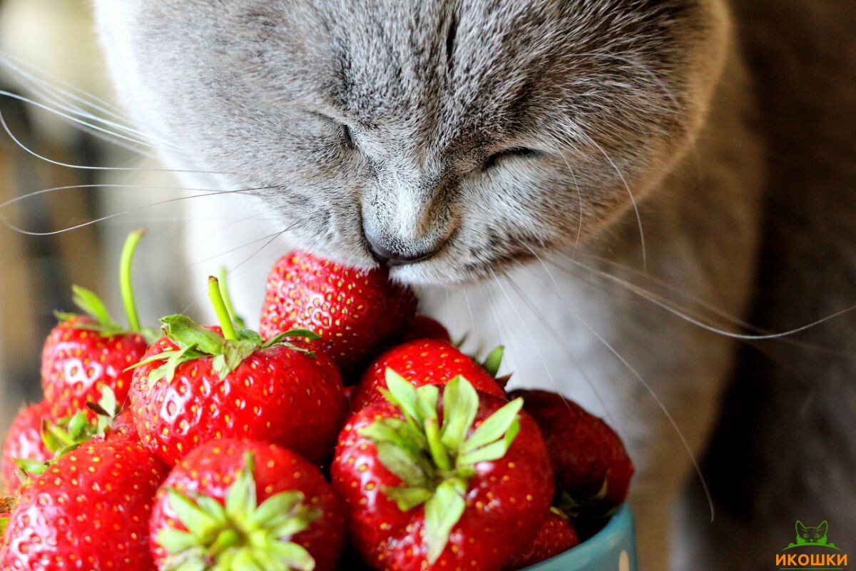 Можно ли котам клубнику 