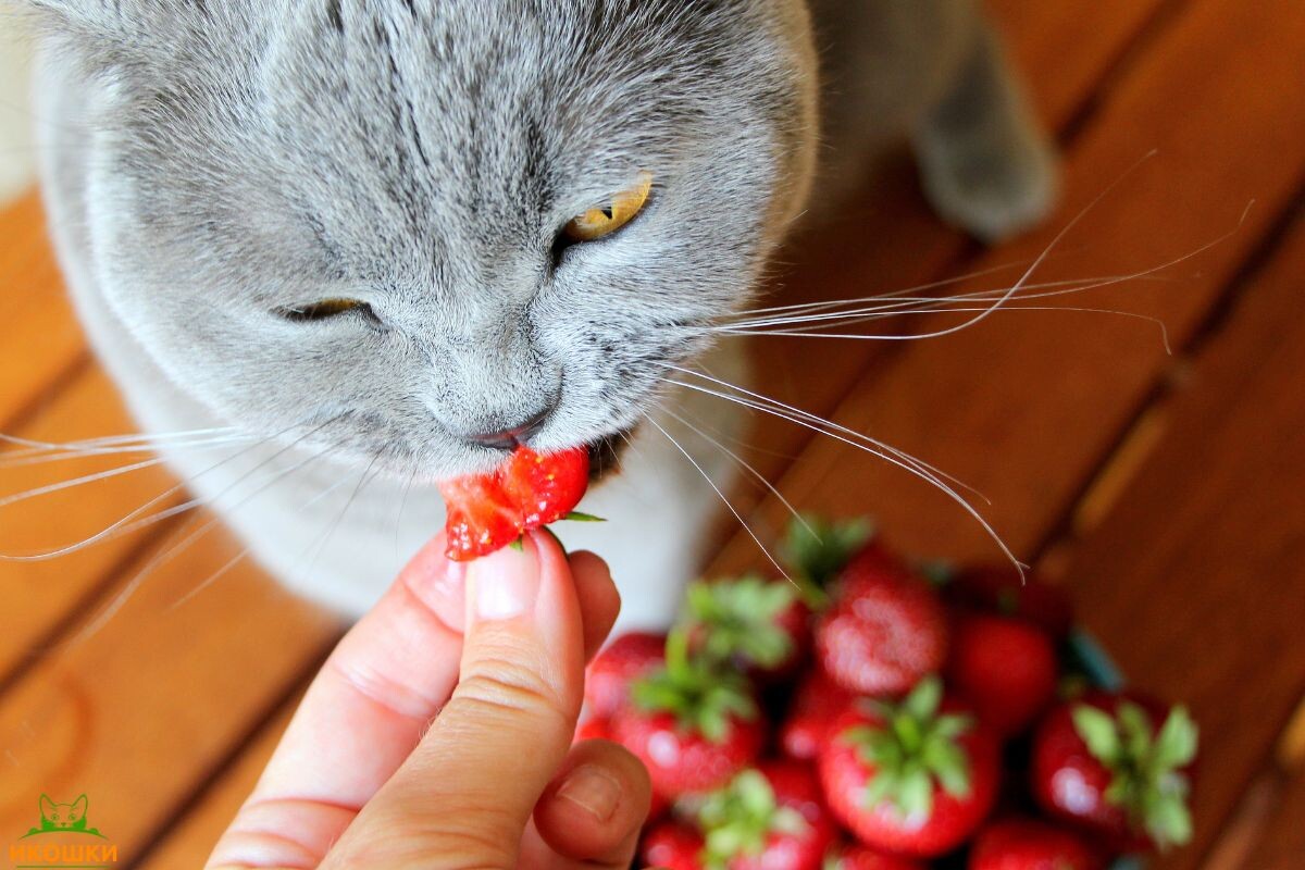 Кот ест клубнику 