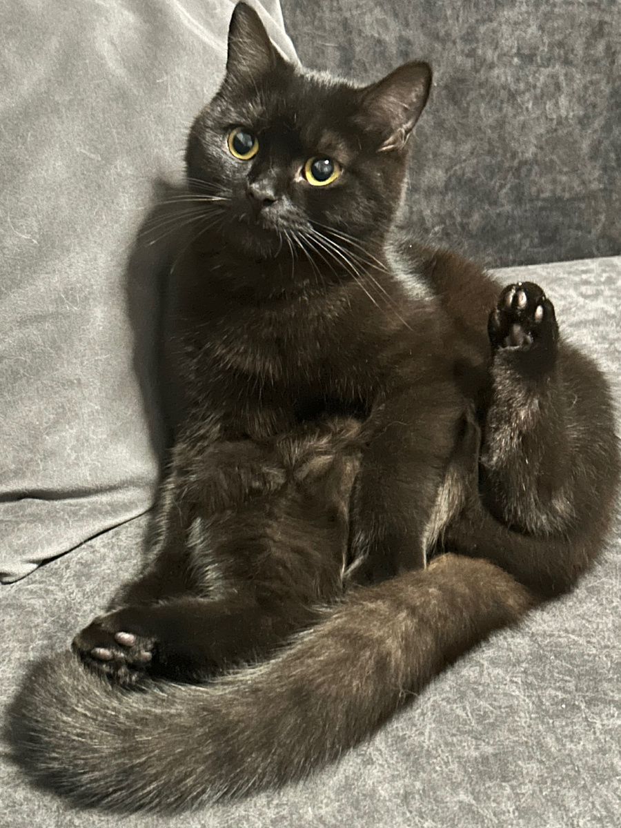 Мышь Вторая ❤️