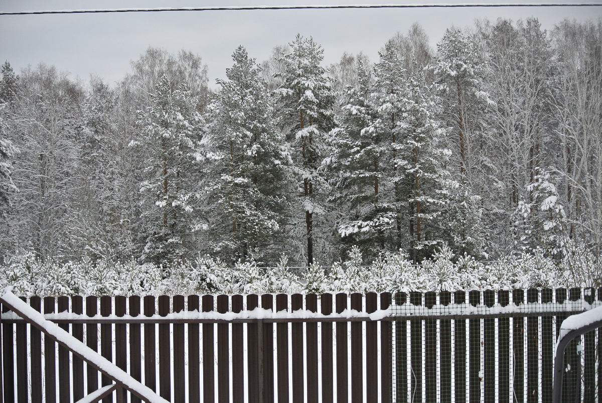  Старшая дочь, приверженная всяким традициям и суевериям, привезла котенка (кошечку), подобранную ей в каком-то подвле. И естественно киска зашла в дом первая... Освоилась и сразу заняла место на втором этаже , около лестницы за диваном, откуда она контролировала первый и второй этажи.... и была она названа Фифой, за свою неземную красоту ))) и доверчивость.  
