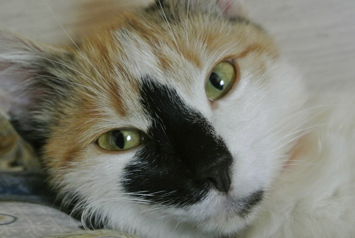  И знали и любили Фифу жители всех  целых семи домов зарождающегося поселка. Фифа была любимой подругой моего мужа. Ходила за ним хвостиком. Но однажды случилось горе. Пропала наша красотка. Видимо стала жертвой огромного филина, который постоянно "крутился"  вблизи дома... Очень долго переживали утрату  всеобщей любимицы...                                                           
       Все проходит, а без кота и жизнь не та! И в доме чего-то не хватает.                                           Стала я искать похожую трехшерстку, да где ж такое чудо еще найдешь?                                            Искала долго, пока не наткнулась на объявление о том, что отдают котенка в добрые руки.            И пока муж был в длительном отъезде, принесла ее домой. Мало того, что без согласования принесла, так и уже с именем Лапушка, которое дала бывшая хозяйка. Ну Лапушка так Лапушка! Только эта Лапушка сразу почувствовала себя главной в доме.