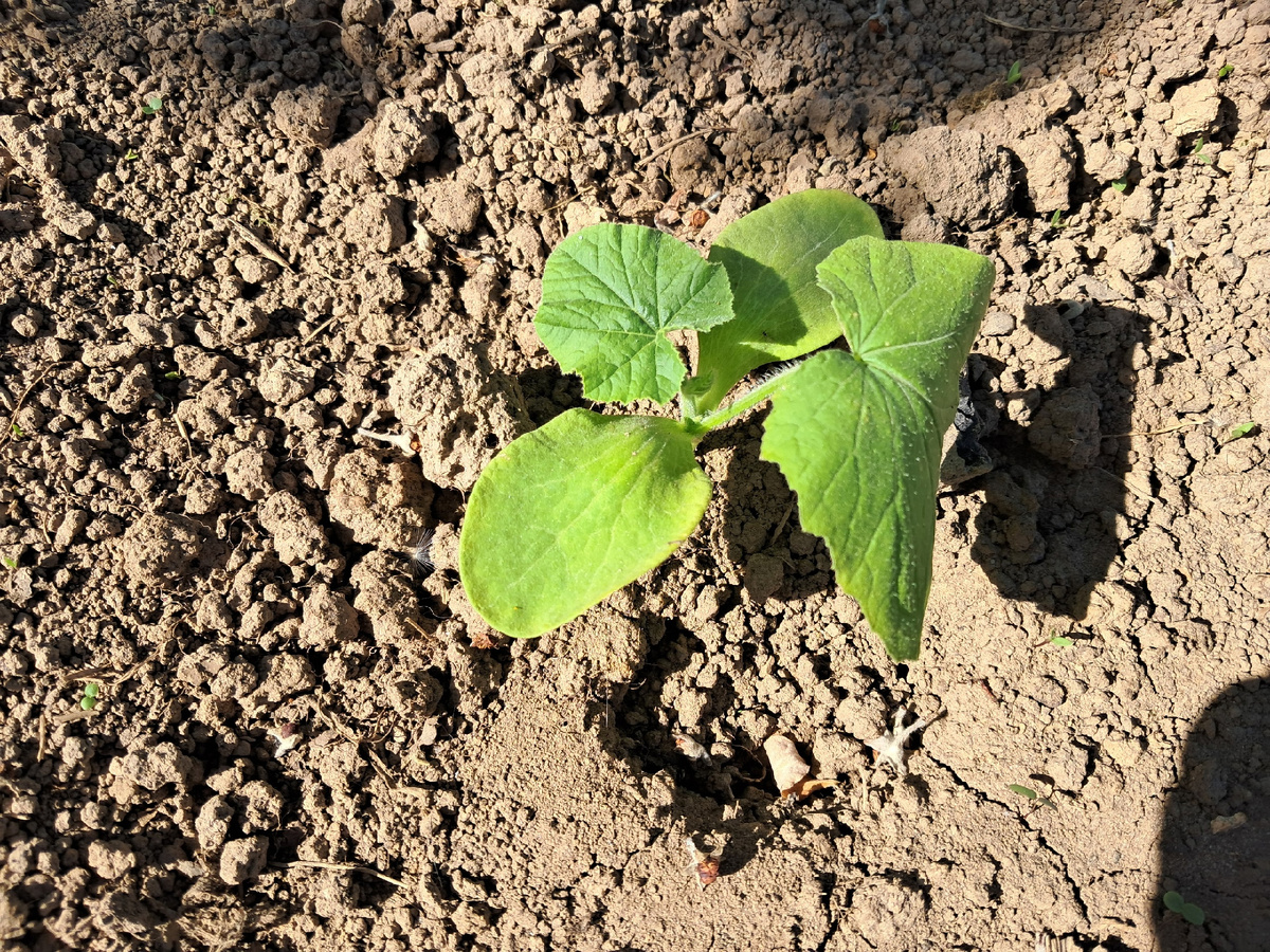 Рассада огурца