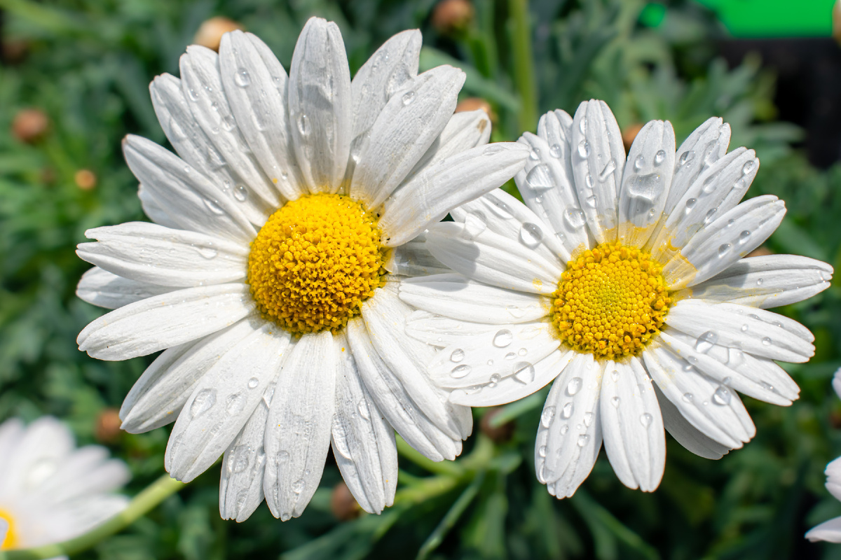 Картинка из интернета