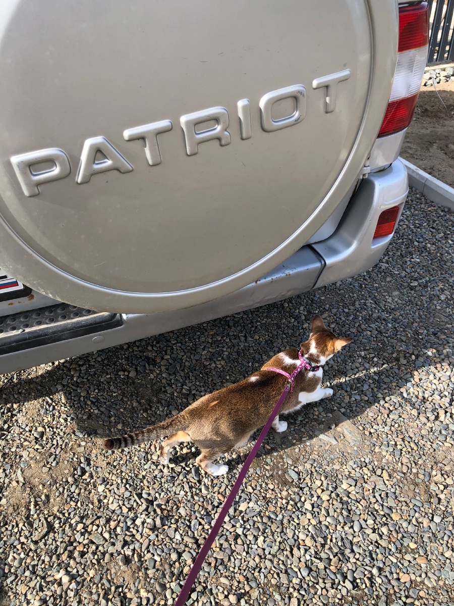 Виталикина машина. Он еще и наш кото-нянь, если уезжаем, он их кормит и с ними сидит.