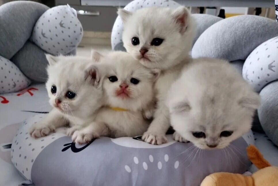     Источник: Скриншот объявления «Авито»