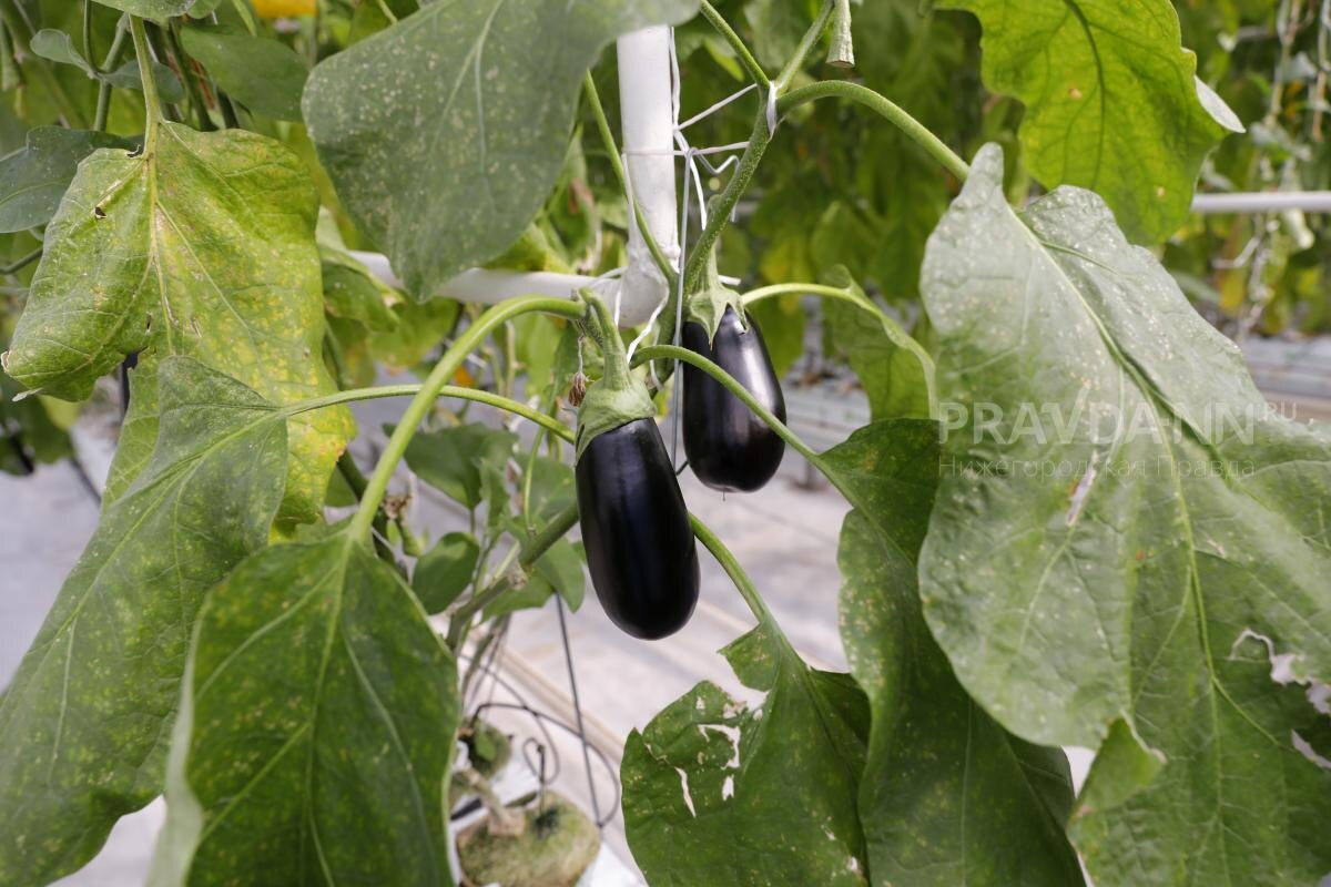    Баклажаны любят влагу и хорошую подкормку