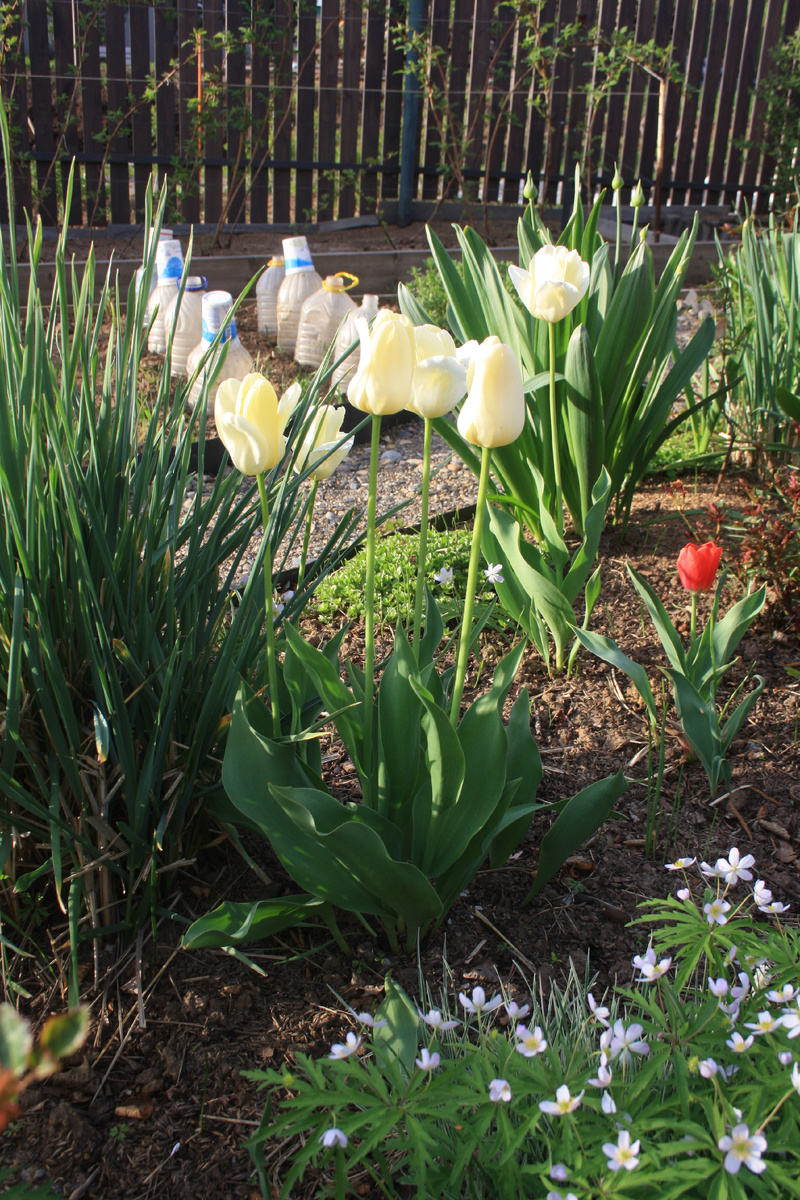 Айвори Флорадейл