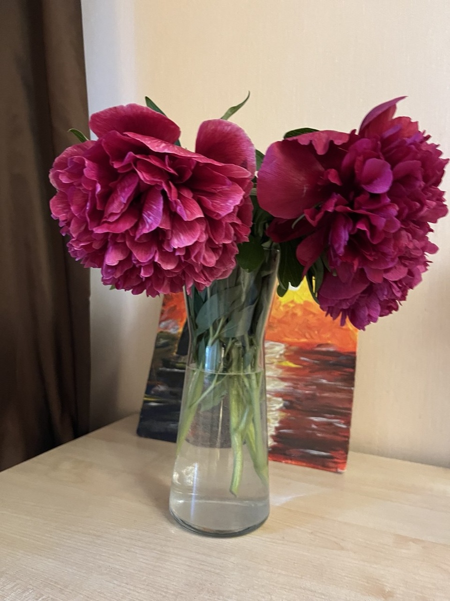 Сегодня купила у магазина рядом с домом пионы. Дедушка продавал. Обожаю их, мои любимые цветы. 