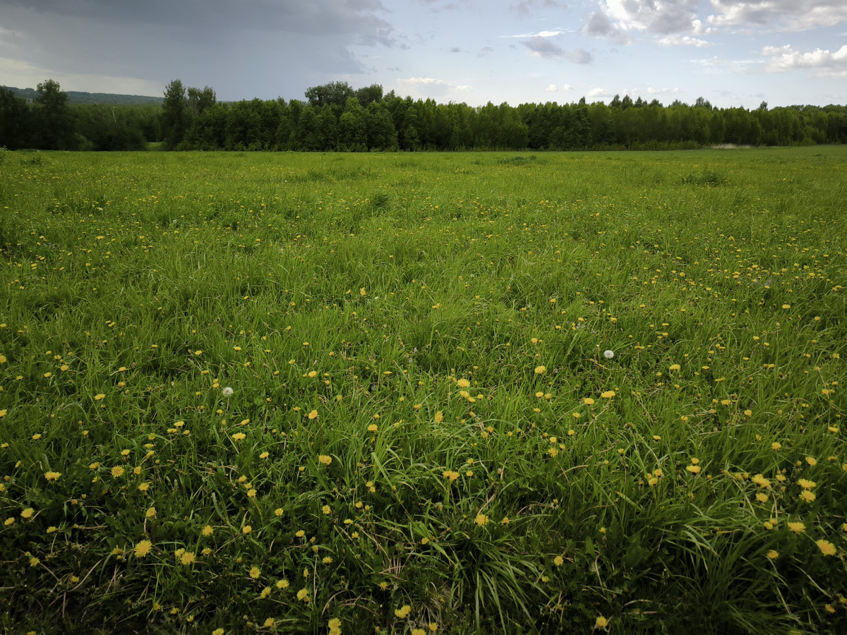 Пока не ездил, одуванчики на лугу почти отцвели