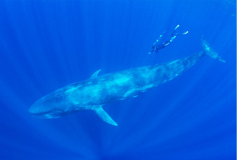 фотография взята из открытого доступа сети интернет / Фото Amos Nachoum ( Flickr.com)