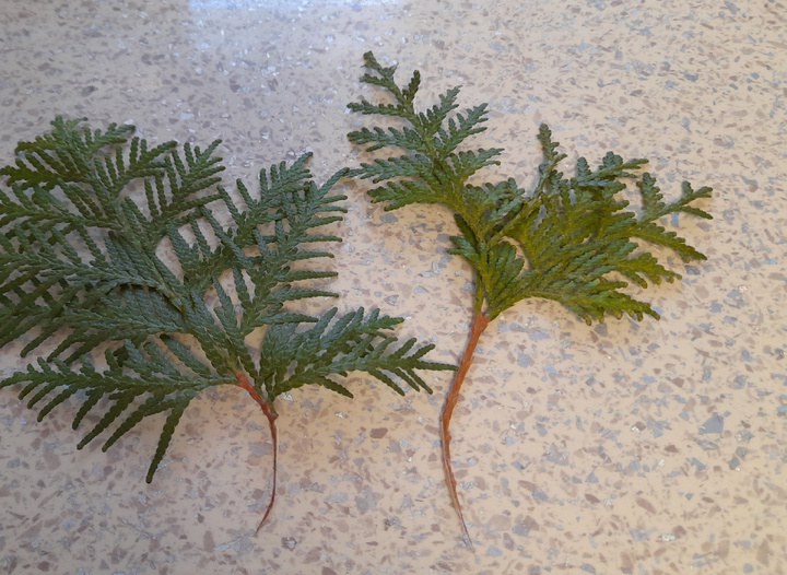 Веточки с хвостиками. Фото автора 