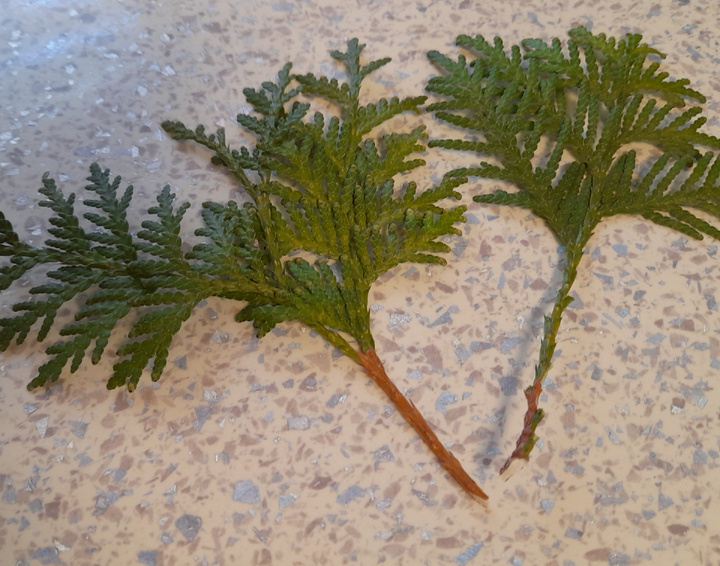 Готовые черенки. Фото автора 