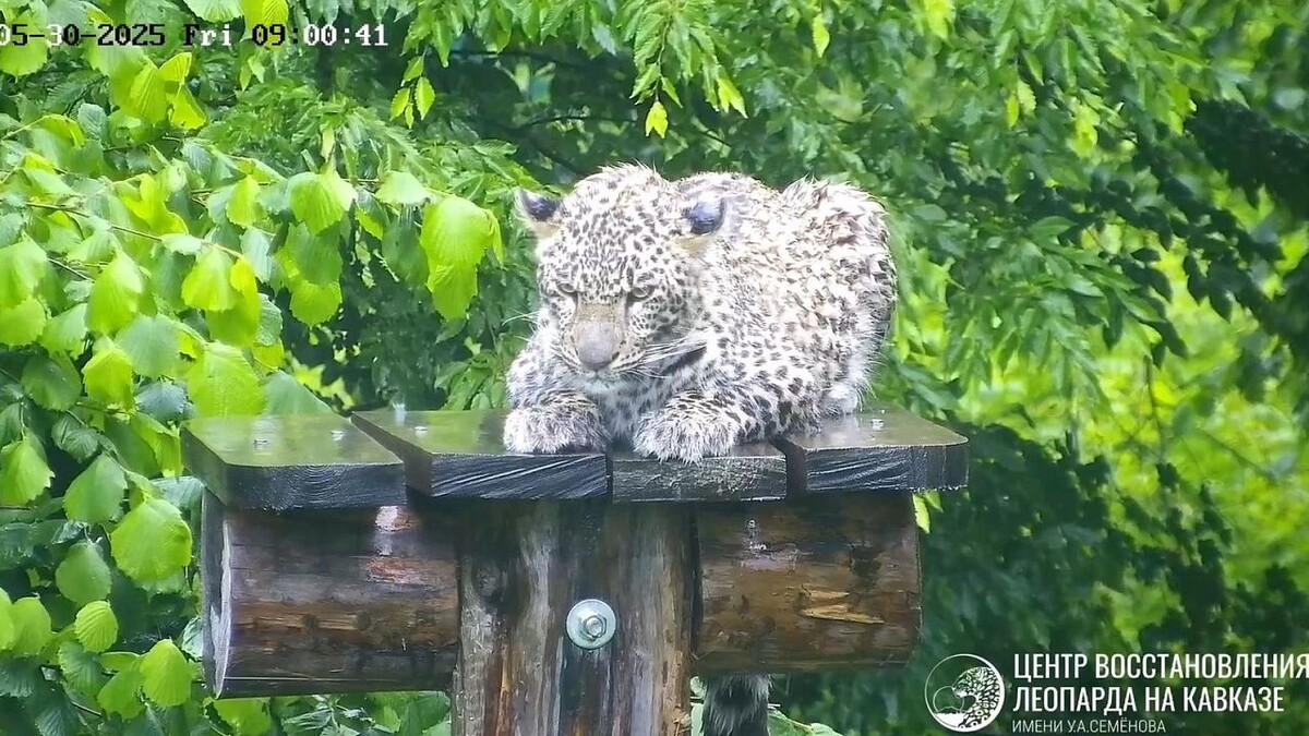    Фото: t.me/leopardcenter