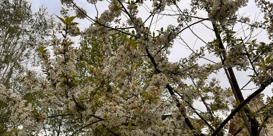 Спасти вишнёвый сад: как я победила монилиоз после трёх лет безуспешной борьбы