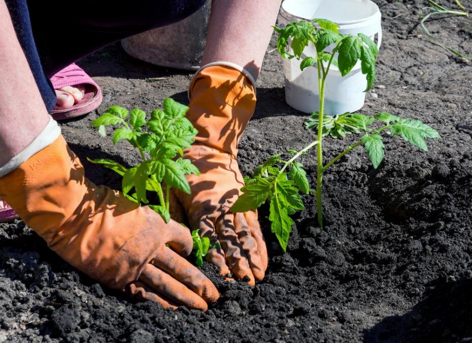    Shutterstock/FOTODOM