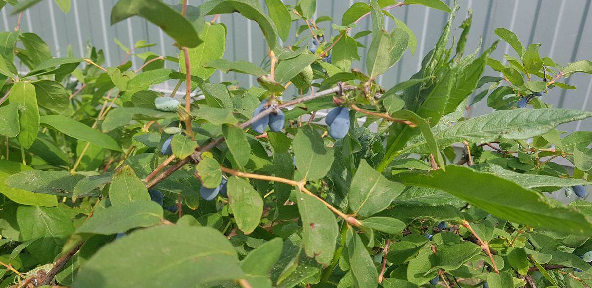 Жимолость - первые ягоды сезона.