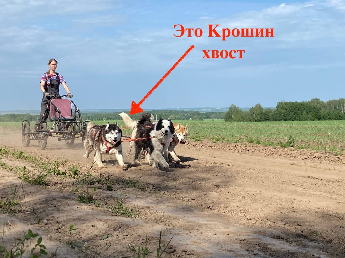 Хоть карт и покупался во многом из-за Кроши, на тест-драйве с ней удалось запечатлеть только ее хвост. Потому что Кроша - собака в первую очередь рабочая. Хоть и модельной внешности. Ей не до красивых фоточек