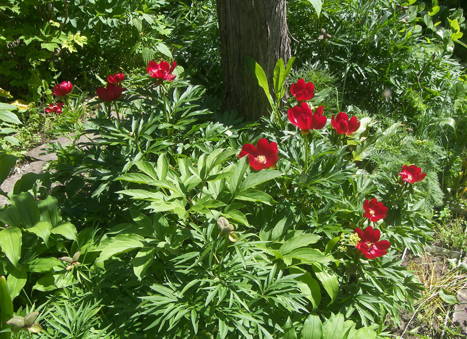 Пиона иноземного (Paeonia peregrina) ex Besanson.