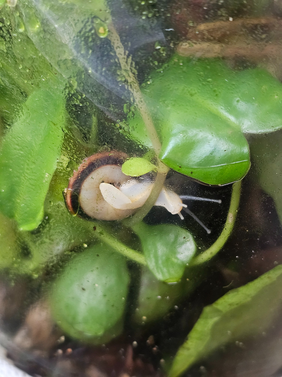    Очевидно, улитка вынашивает коварный замысел - как бы половчее загубить все эти посадки.