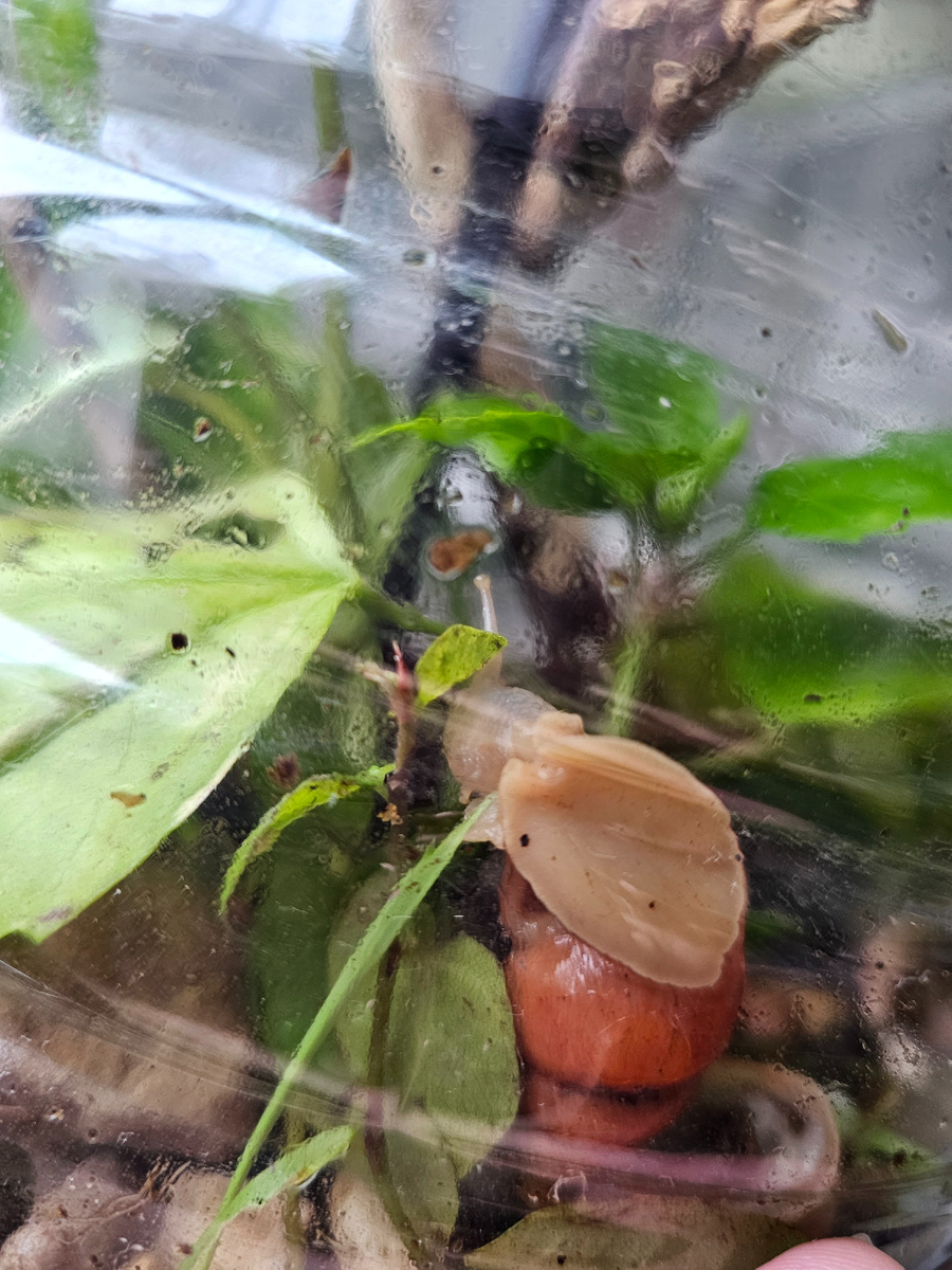 Неужели жалко травинку для рыжей лимиколярии?