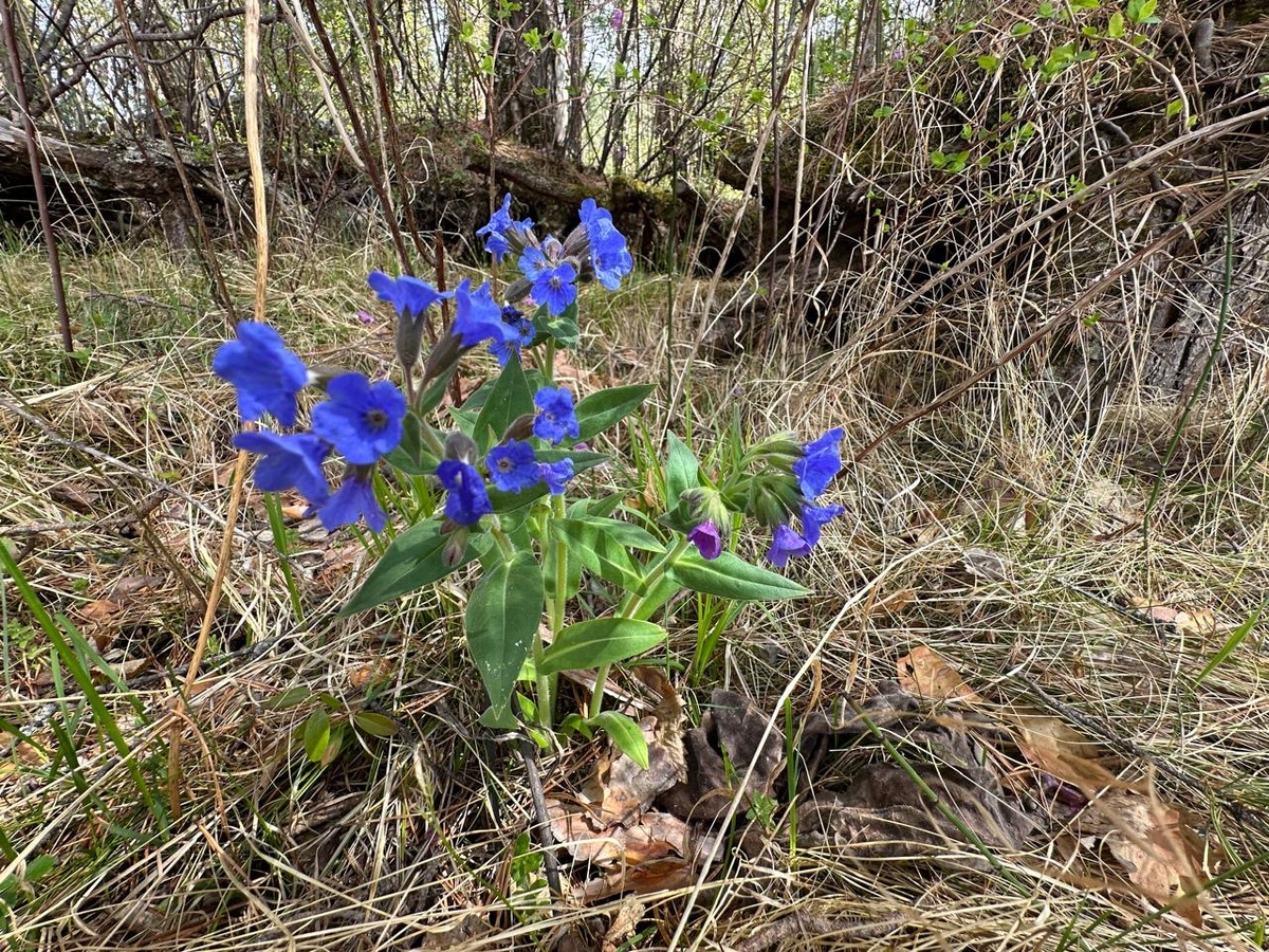 А за окном в цветах душистый май… 