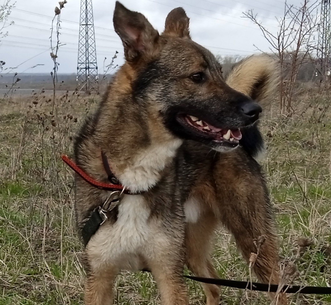 Мася на прогулке 