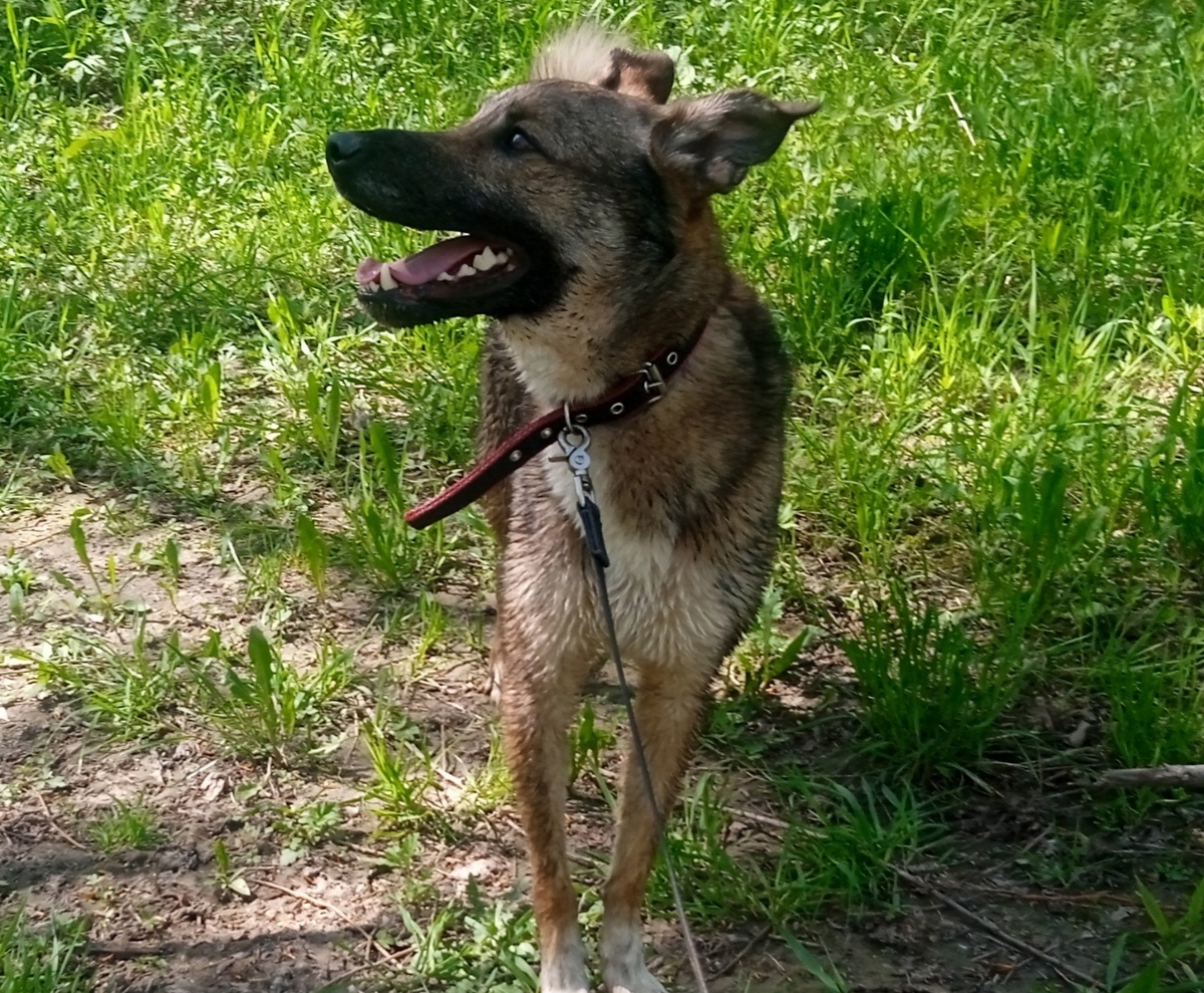 Если я немного постою, вкусняшку дашь? 