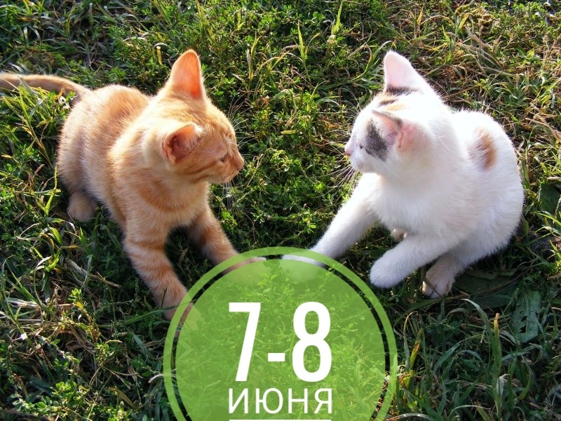 Нумерологический прогноз на выходные: все любят котиков