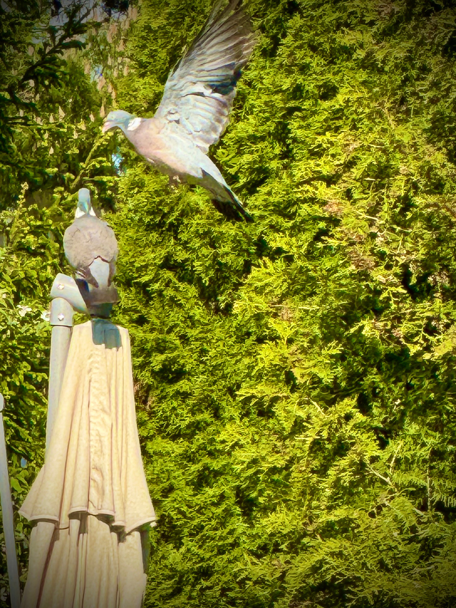 фото Сад в стиле Paradise ®