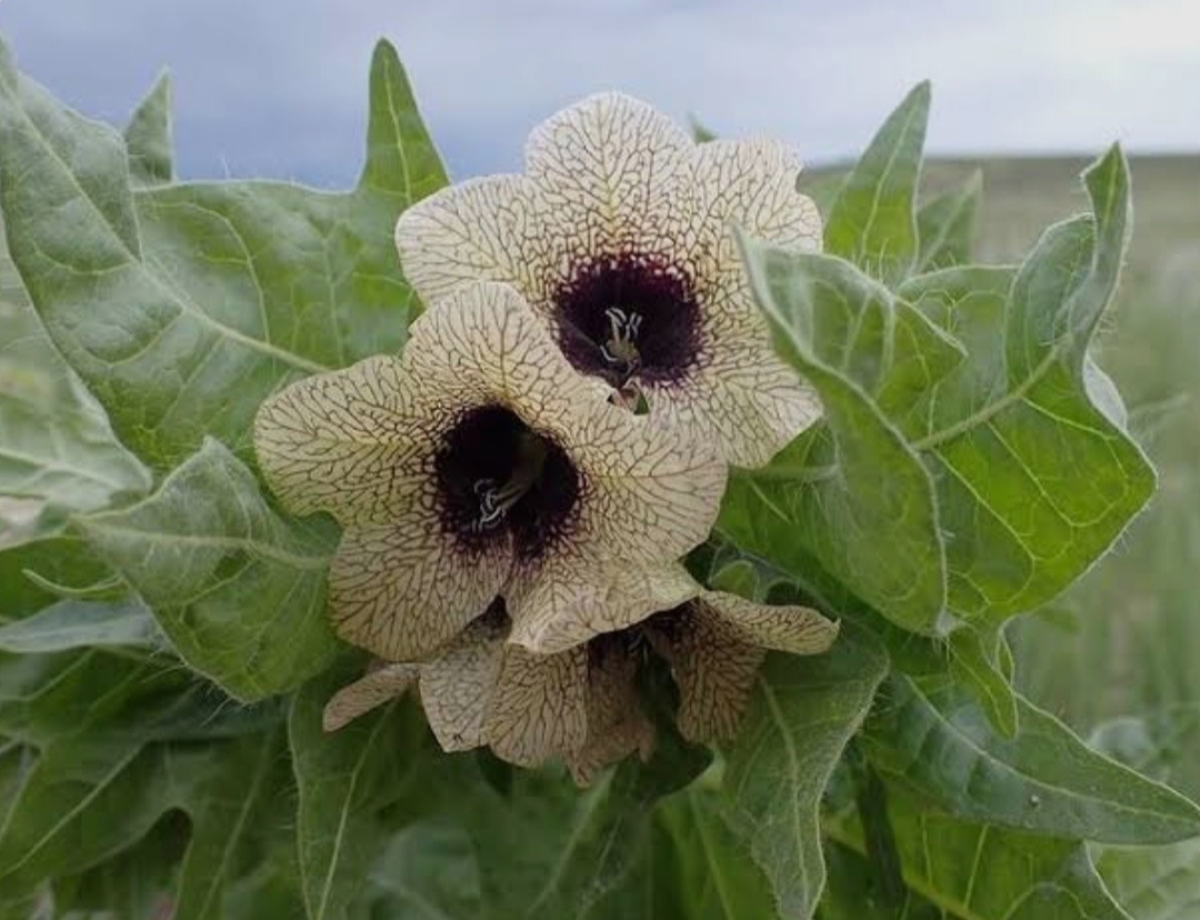 Неприкосновенная