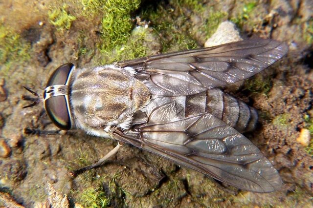    Почему слепень так называется — он, что, на самом деле слепой?