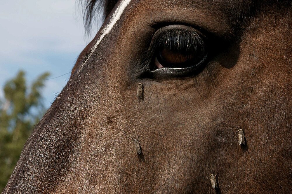    Фото: Слепни