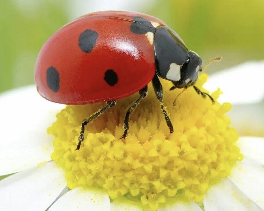 Божья коровка 