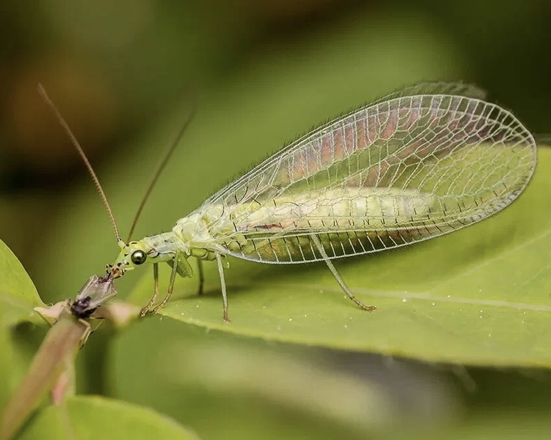Златоглазка
