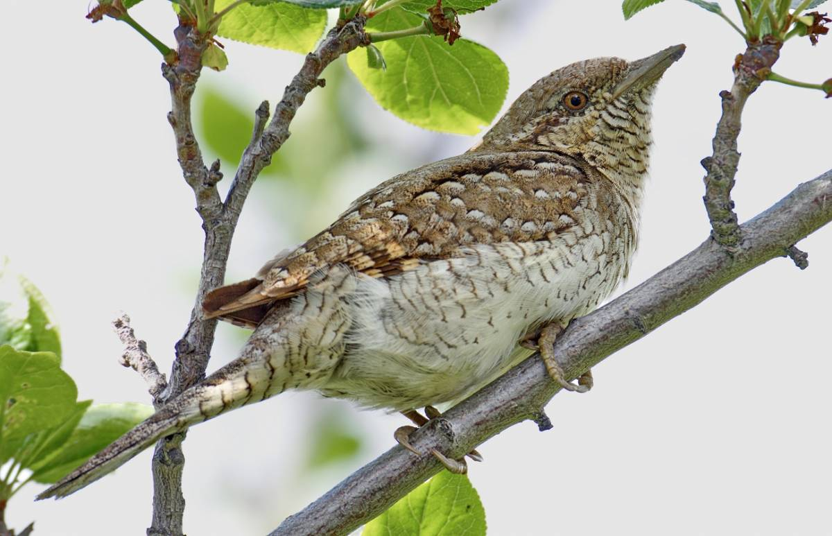 Вертишейка