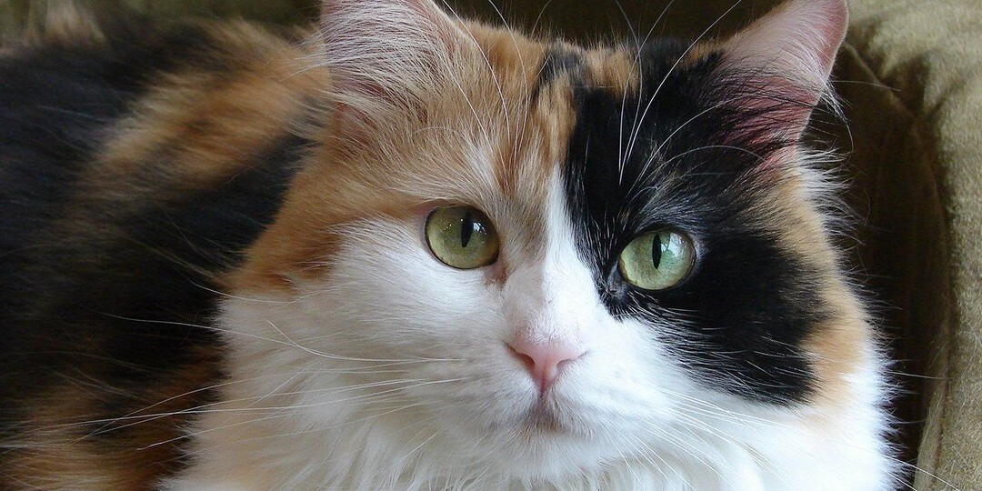 😺Бывают ли четырехцветные и пятицветные кошки? Разбираемся в кошачьем калейдоскопе!