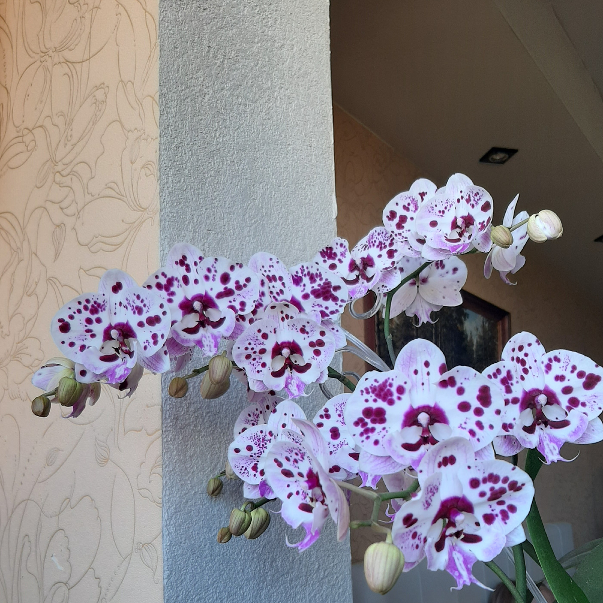 Обложка статьи. Безымянный биглип. Архивное фото 