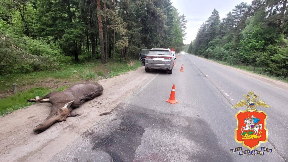    Telegram-канал Подмосковная полиция