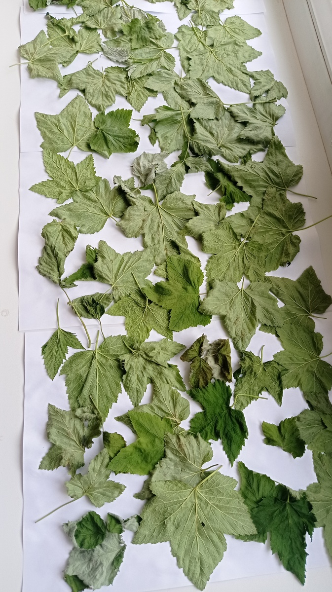 листья смородины для зимнего чаепития