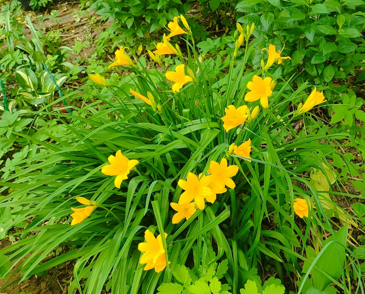 Фото для красоты. Лилейник с моего огорода