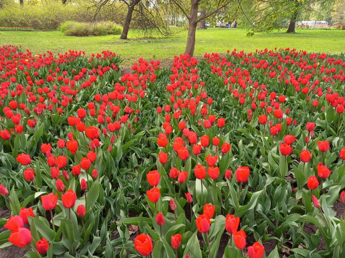 В неравной борьбе за фото мая победили, естественно, тюльпаны)