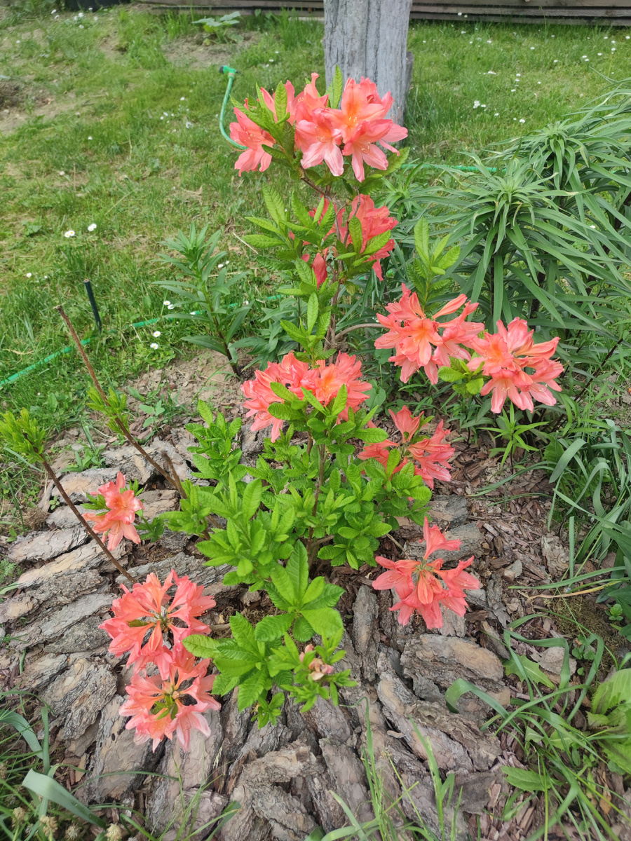 Рододендрон японский