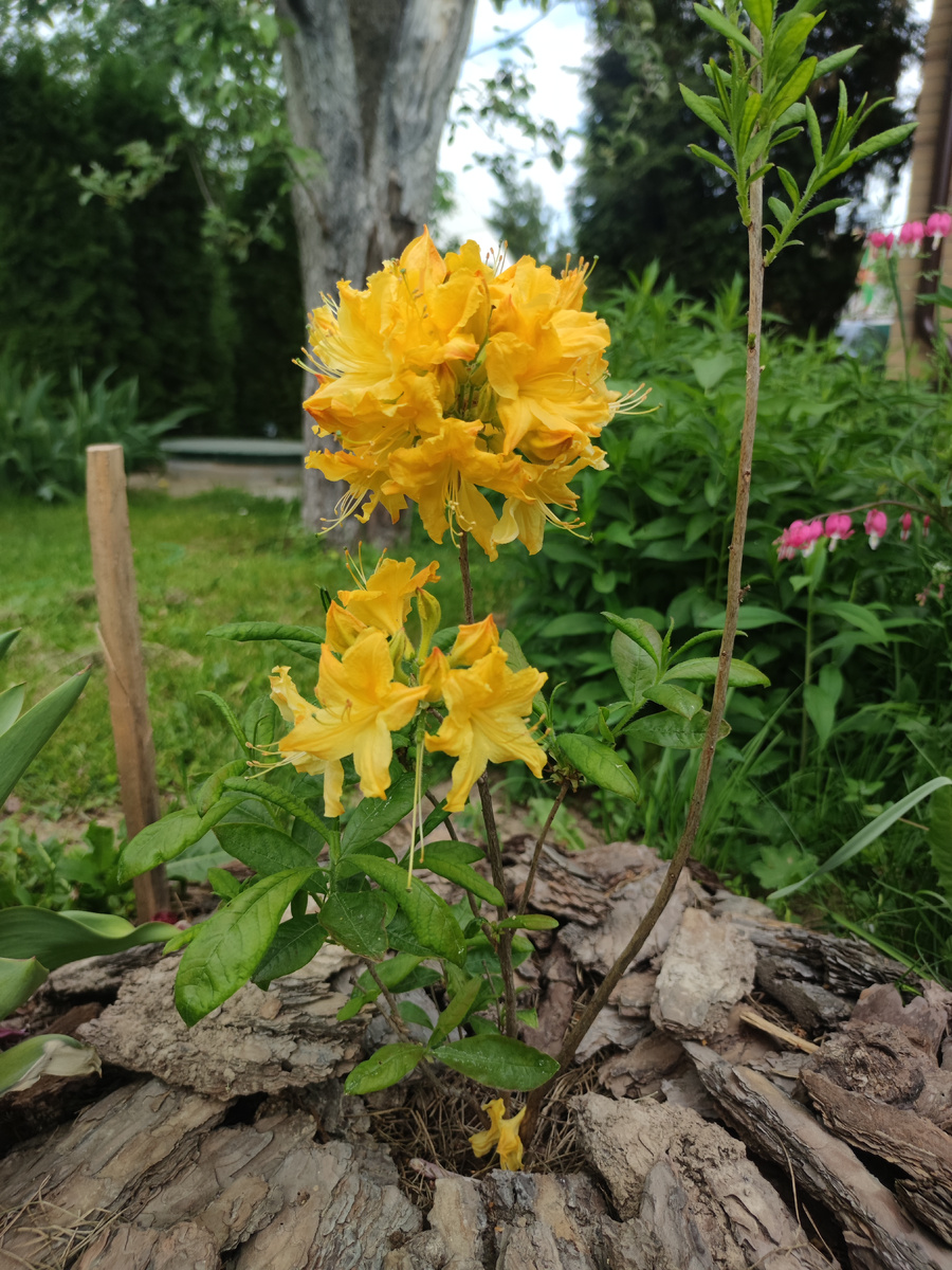 Рододендрон листопадный (азалия) Голден Лайтс 