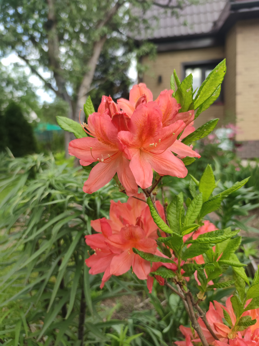 Рододендрон японский