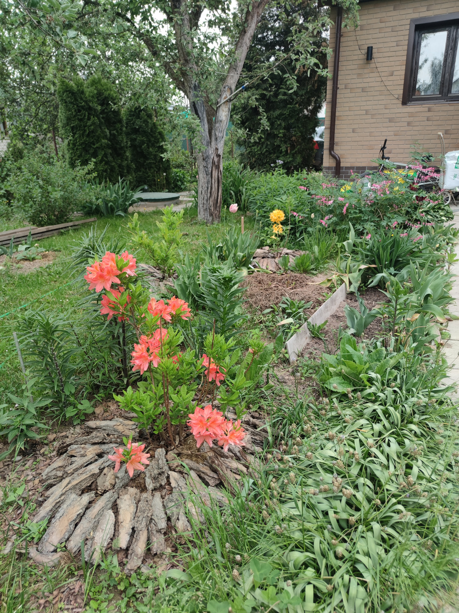 Рододендрон японский