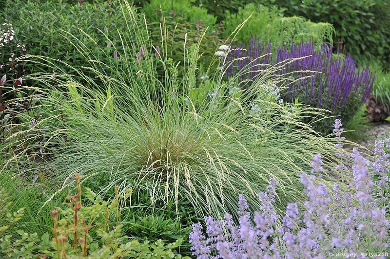 Овсяница Мэра